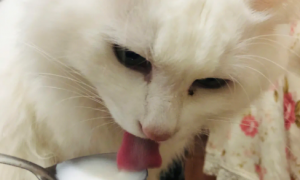猫咪喝多少酸奶合适