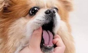 狗呕吐是什么原因造成的用什么药