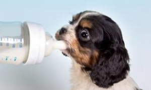 狗狗能喝纯牛奶吗