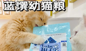 蓝馔猫粮动物蛋白有多少