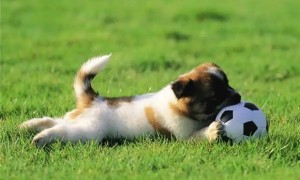 狗狗吃草然后呕吐是什么原因？