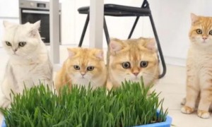 两个月大的小猫会主动吃猫草吗