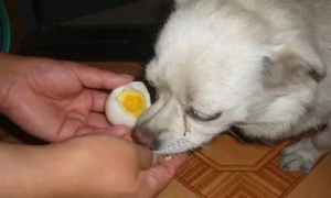 狗狗长期吃蛋黄对身体哪里不好
