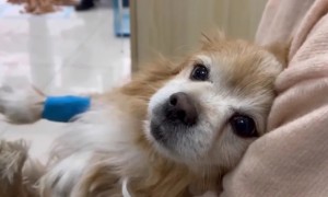 重病狗狗被抛弃，听到主人不管它，在宠物医院默默流泪！