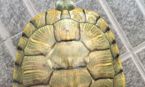 巴西翠龟体内外寄生虫应该怎么治疗