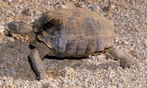 德州地鼠龟怎么分雌雄
