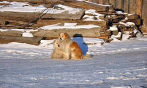 两只狗被丢在饭店门口，在寒风中抱团取暖，捡狗人发布寻主启示