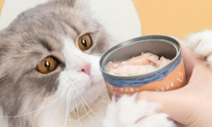 猫罐头可以放多久