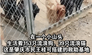 肇庆一女子救助近200只流浪动物！坚守了11年……