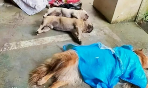 贵州一小区8条狗遛弯后中毒身亡，多位狗主人情绪崩溃哭到失声！
