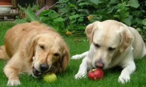 狗能吃苹果吗