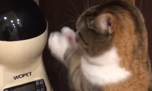 猫咪对自动喂食器拜拜，它双手合十非常虔诚：给我点吃的吧！