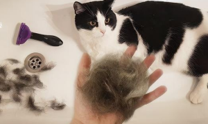 猫咪掉毛严重是什么原因 一用手抓一下就很多
