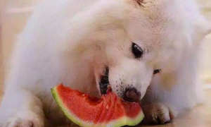 狗狗可以吃西瓜吗吃了会怎么样