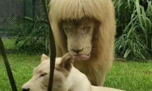 笑惨了！“齐刘海大狮子”冲上热搜，动物园回应：它自己干的！
