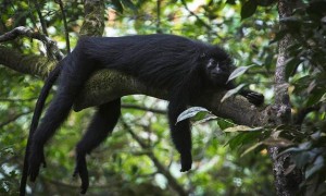 黑疣猴可以做宠物吗