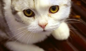 猫咪有眼屎是正常的吗