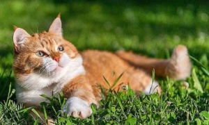 猫老是吐是什么原因导致的呢