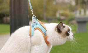 猫牵引绳可以一直戴着吗