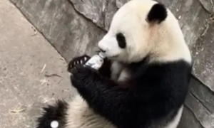 游客掉落饮料被大熊猫捡了喝，动物园：正密切留意身体状况