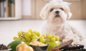 不小心给狗狗吃了葡萄干怎么办
