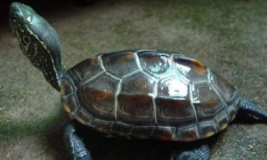 中华草龟可以深水养吗