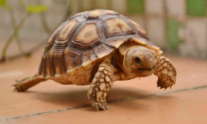 陆龟类宠物龟能不能吃混粮