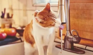 小猫咪喝水多、尿尿多，是生病了吗？我好担心啊！