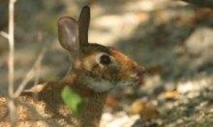 岛林兔可以养几年