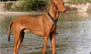 法老王猎犬的性格外貌特征