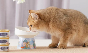 猫罐头每天都喂吗