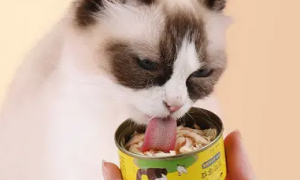 猫零食罐头一次吃多少