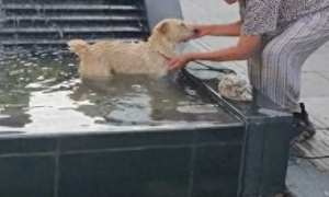 捡废品的老奶奶怕狗狗中暑，在路过的水池中给它洗澡