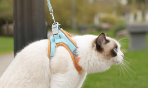 猫咪的牵引绳怎么带
