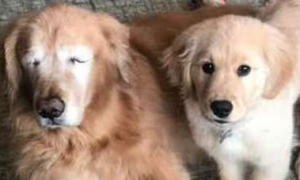 8岁狗狗失明后绝食一周瘦了五斤，最后却是一只小狗救了它