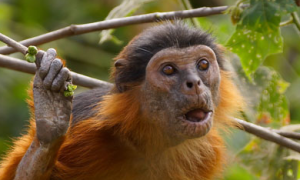 沃尔德伦红疣猴吃什么