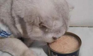 猫咪不吃猫罐头是怎么回事