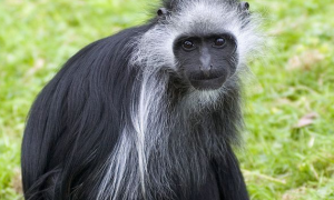 西非黑白疣猴吃什么