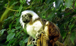 绒顶柽柳猴的特征