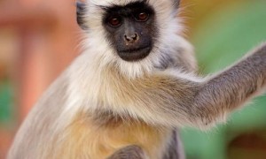 印度灰叶猴寿命