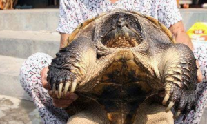 河南农民种地竟挖出12斤大乌龟，专家赶到后给出专业结论！