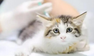 猫咪打完疫苗吐了怎么回事吃什么药