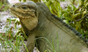 犀牛鬣蜥属于保护动物吗