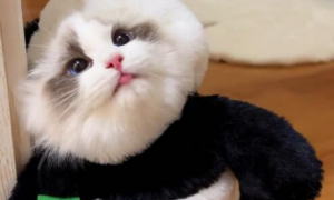 Sapphiredoll的布偶猫是纯种的吗