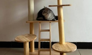 猫爬架有用吗