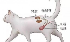 猫尿闭是什么原因引起的吃什么药