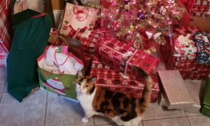 17岁高龄猫咪痴迷圣诞节，主人就把猫窝改成大号圣诞树让它睡