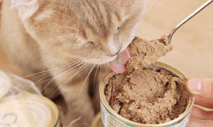 猫咪可以经常吃罐头吗