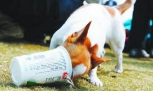 狗狗多大能喝酸奶