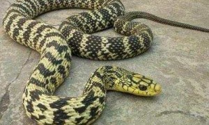 大王蛇是国家几级保护动物